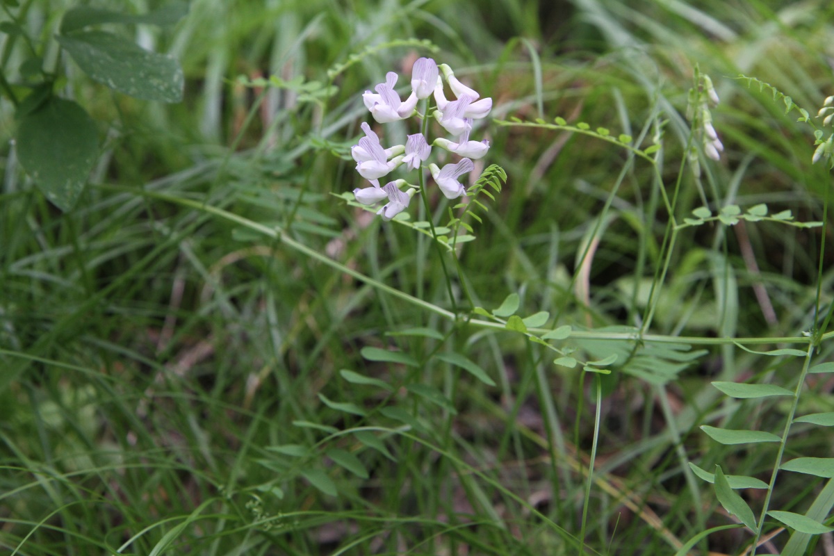 Изображение особи Vicia sylvatica.