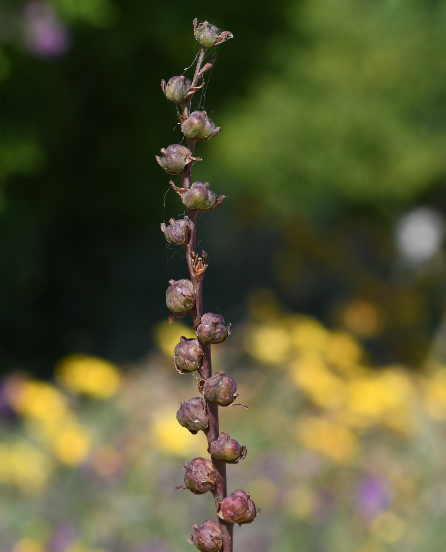 Image of Chasmanthe floribunda specimen.