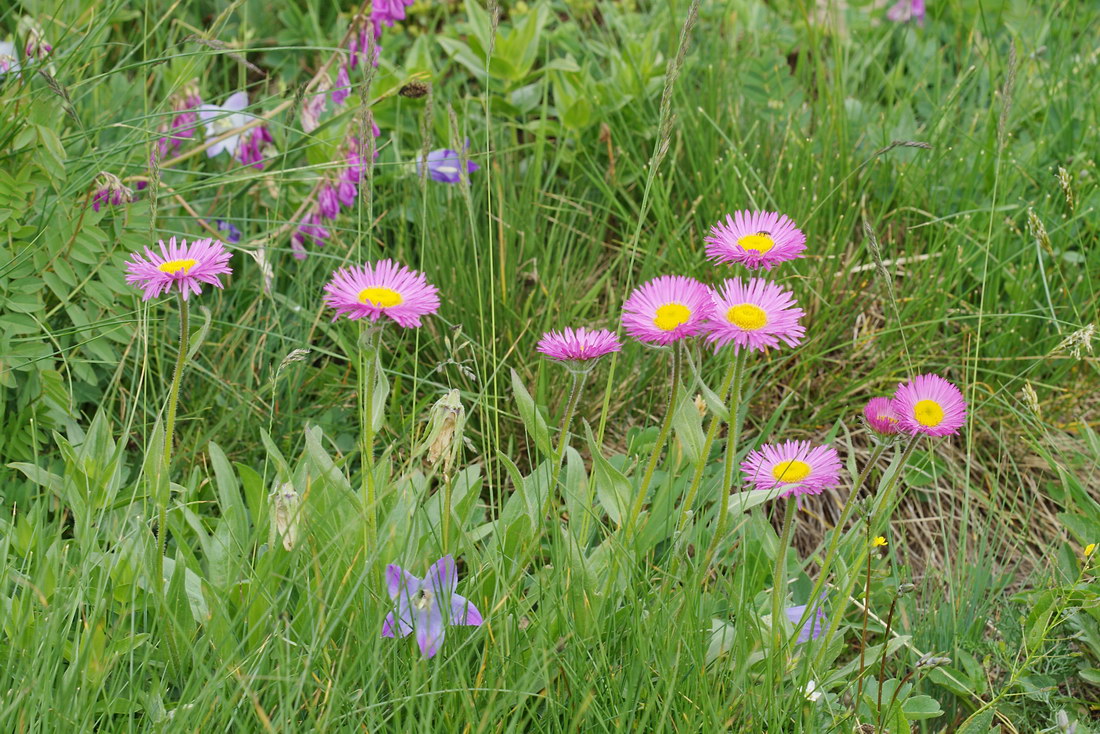 Image of Erigeron venustus specimen.