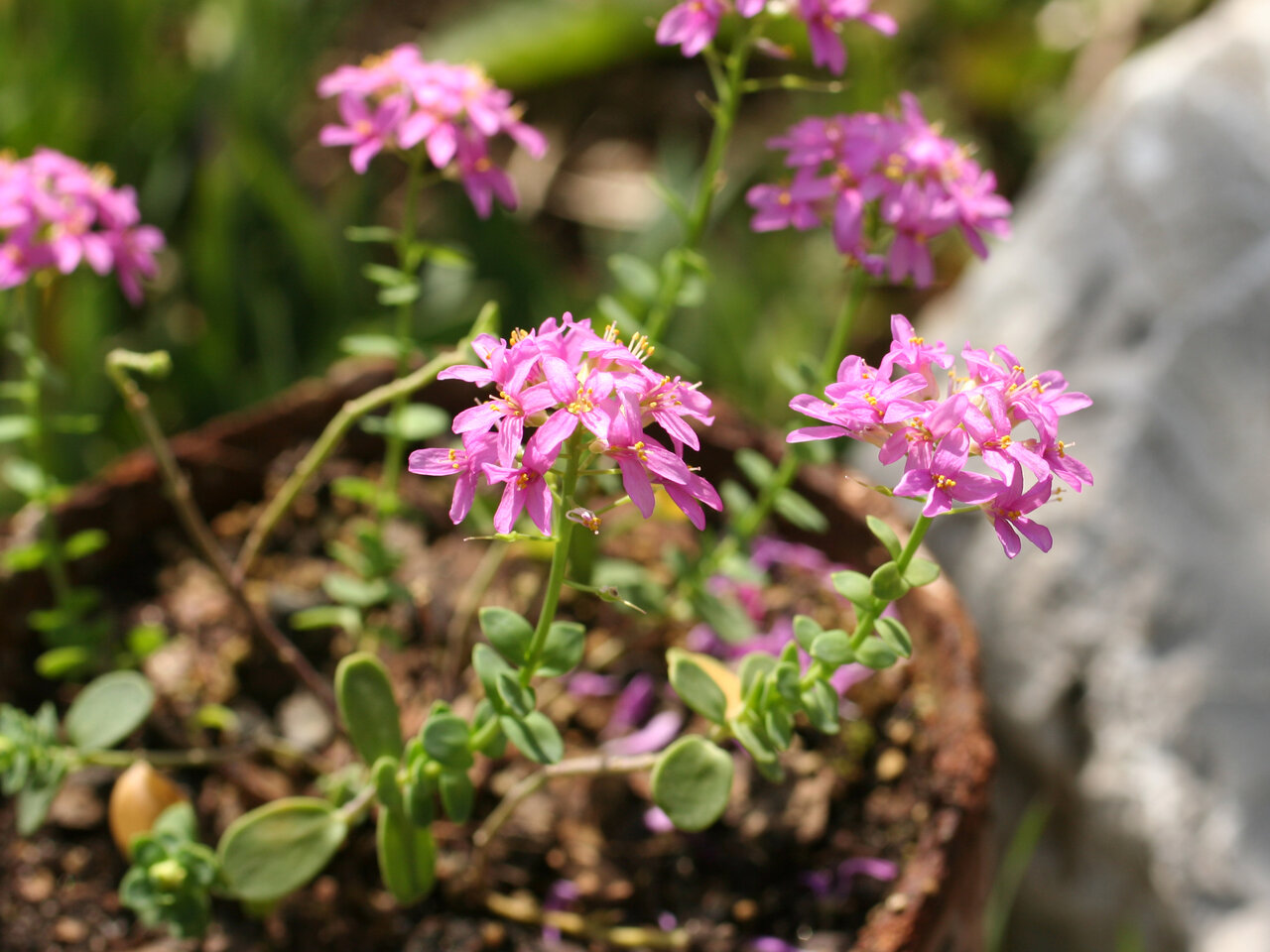 Изображение особи Aethionema rhodopaeum.