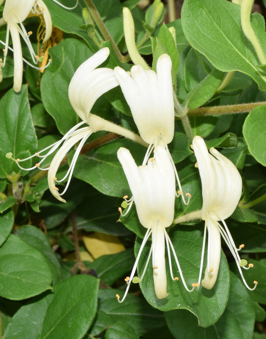 Image of Lonicera japonica specimen.