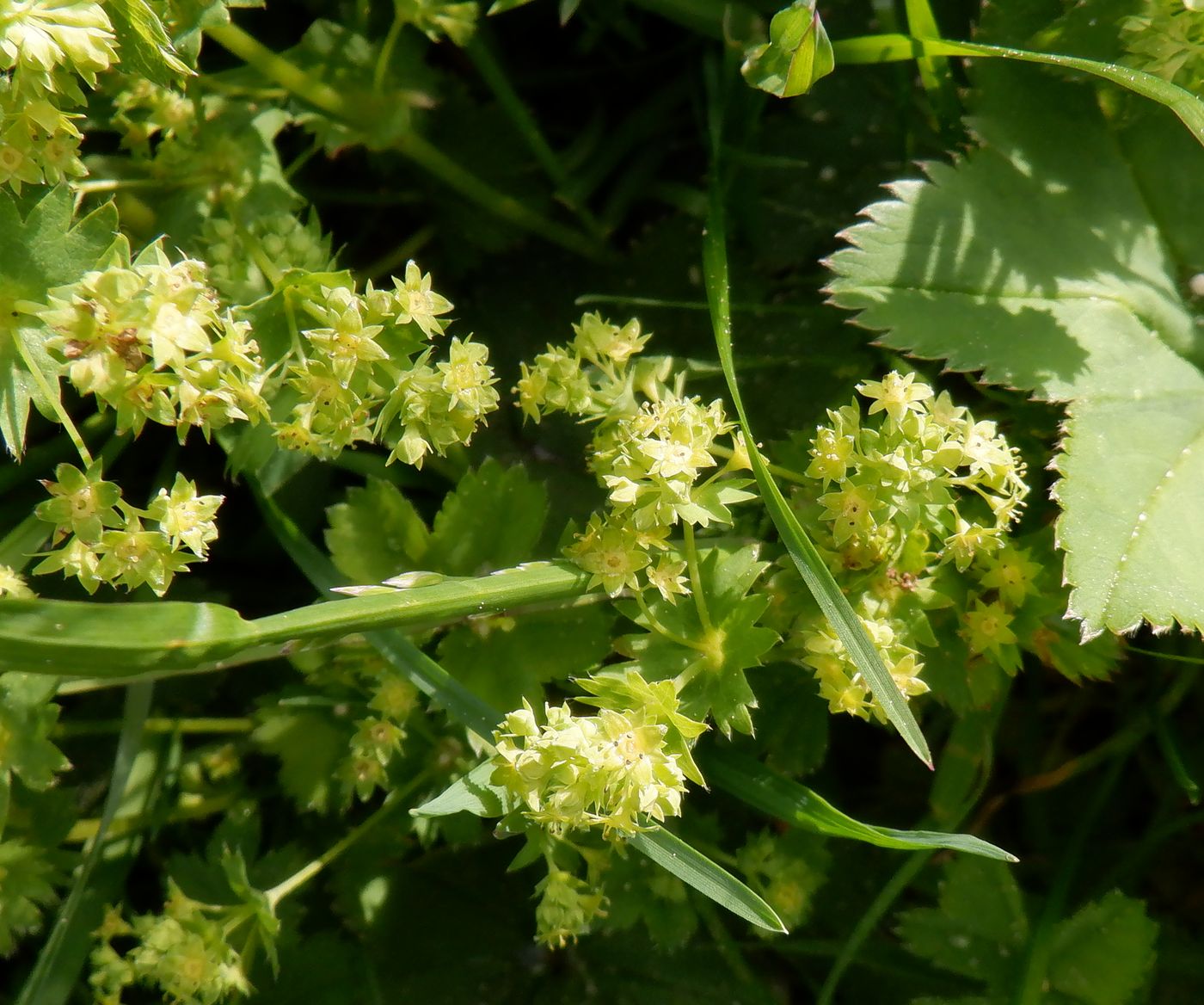 Изображение особи род Alchemilla.