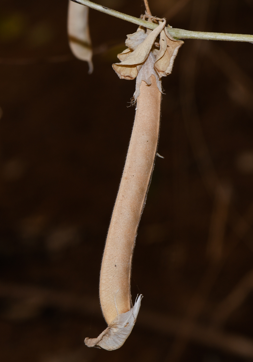 Изображение особи Clitoria ternatea.