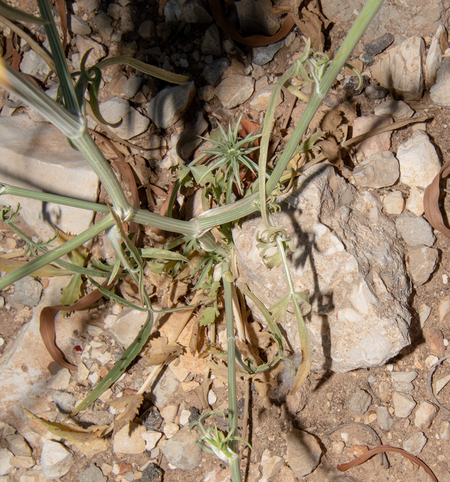 Image of Exoacantha heterophylla specimen.