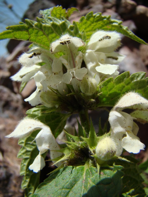 Image of Lamium album specimen.