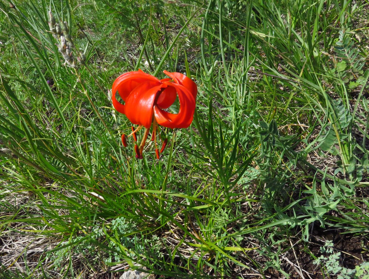 Image of Lilium pumilum specimen.