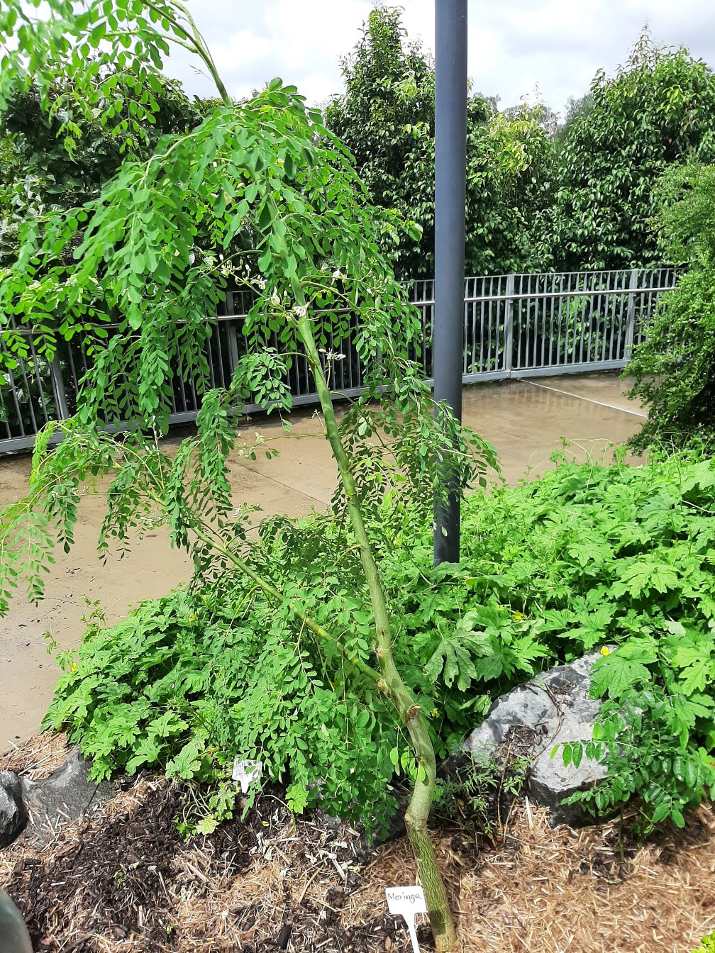 Image of Moringa oleifera specimen.