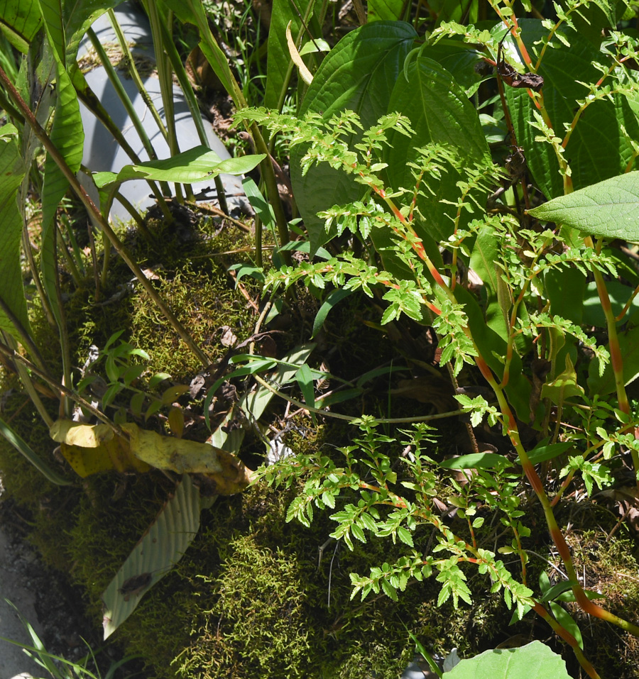 Image of Pilea nutans specimen.