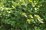 Viburnum lantana