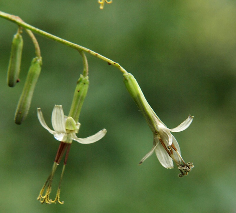 Изображение особи Prenanthes tatarinowii.