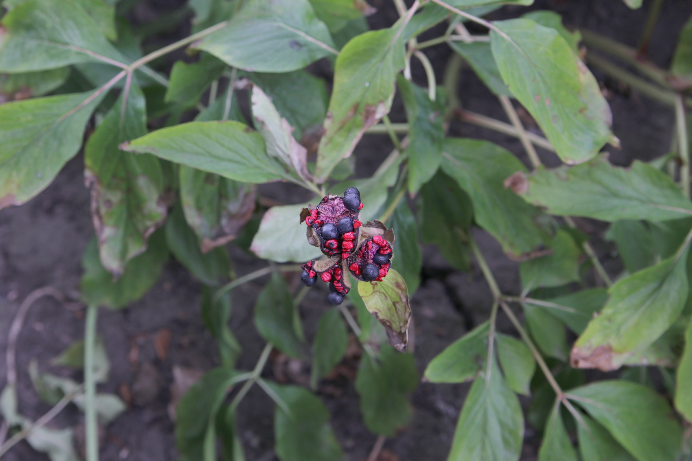 Image of Paeonia wittmanniana specimen.