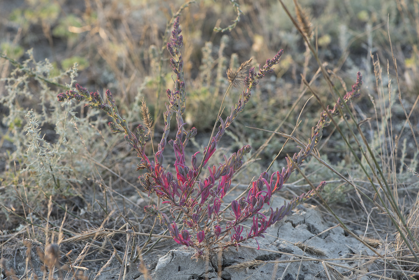 Image of genus Suaeda specimen.