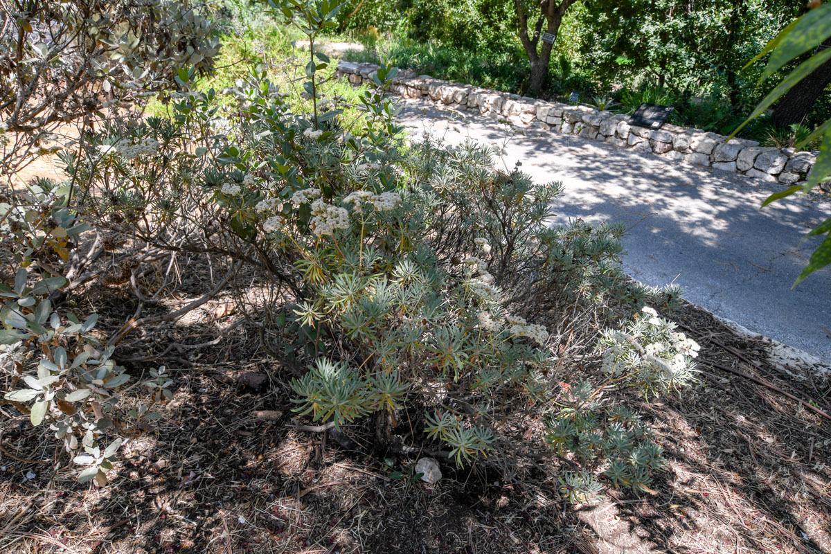 Изображение особи Eriogonum arborescens.