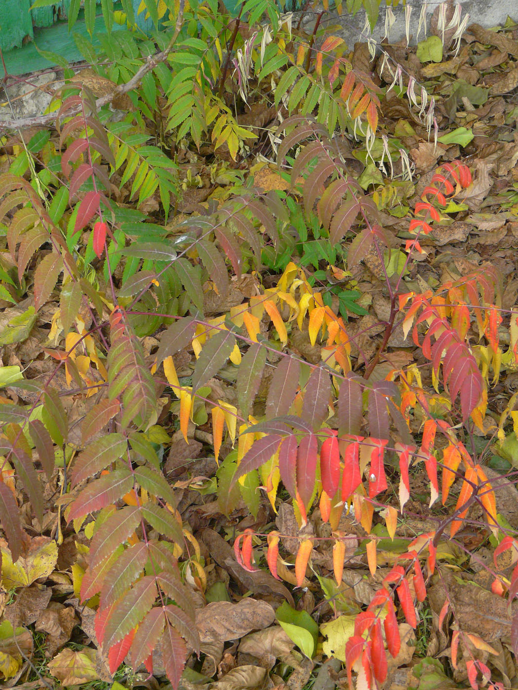 Image of Rhus glabra specimen.