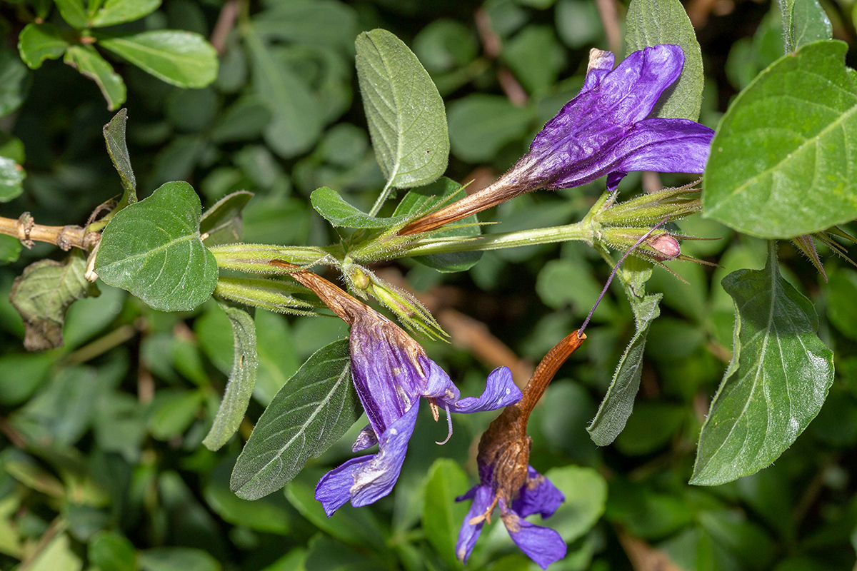 Изображение особи Dyschoriste thunbergiiflora.