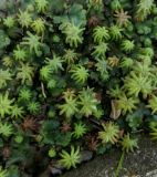 Marchantia latifolia