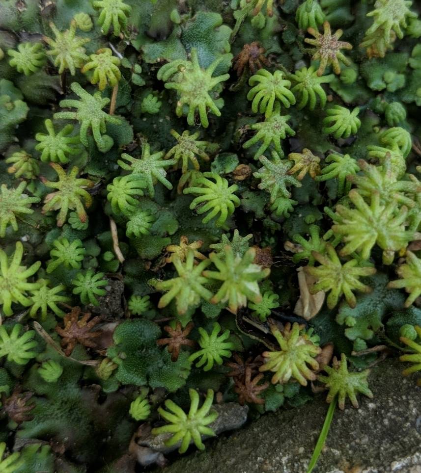 Image of Marchantia latifolia specimen.