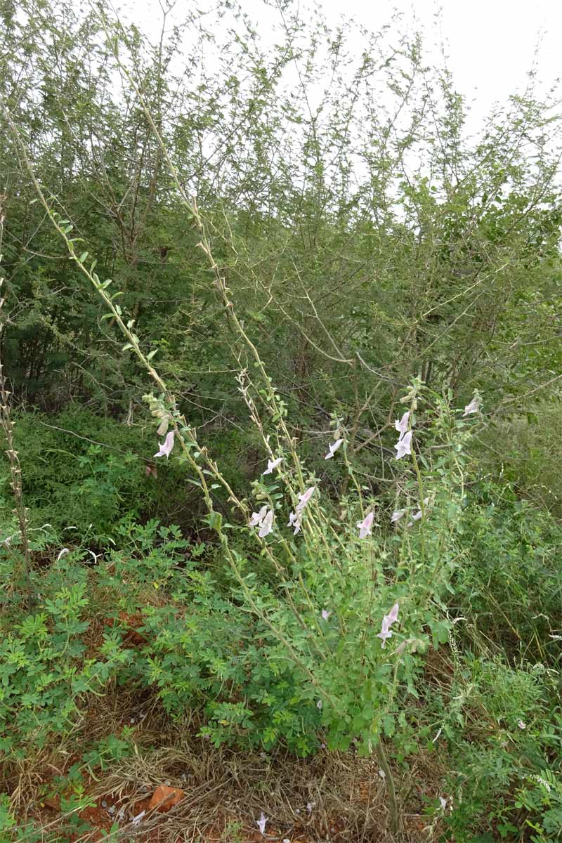 Image of Ceratotheca triloba specimen.