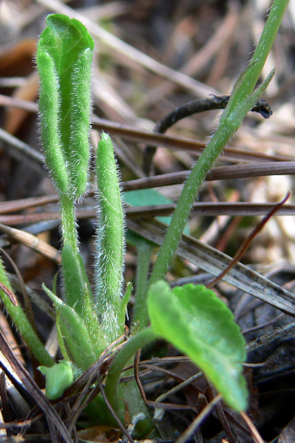 Image of Viola hirta specimen.