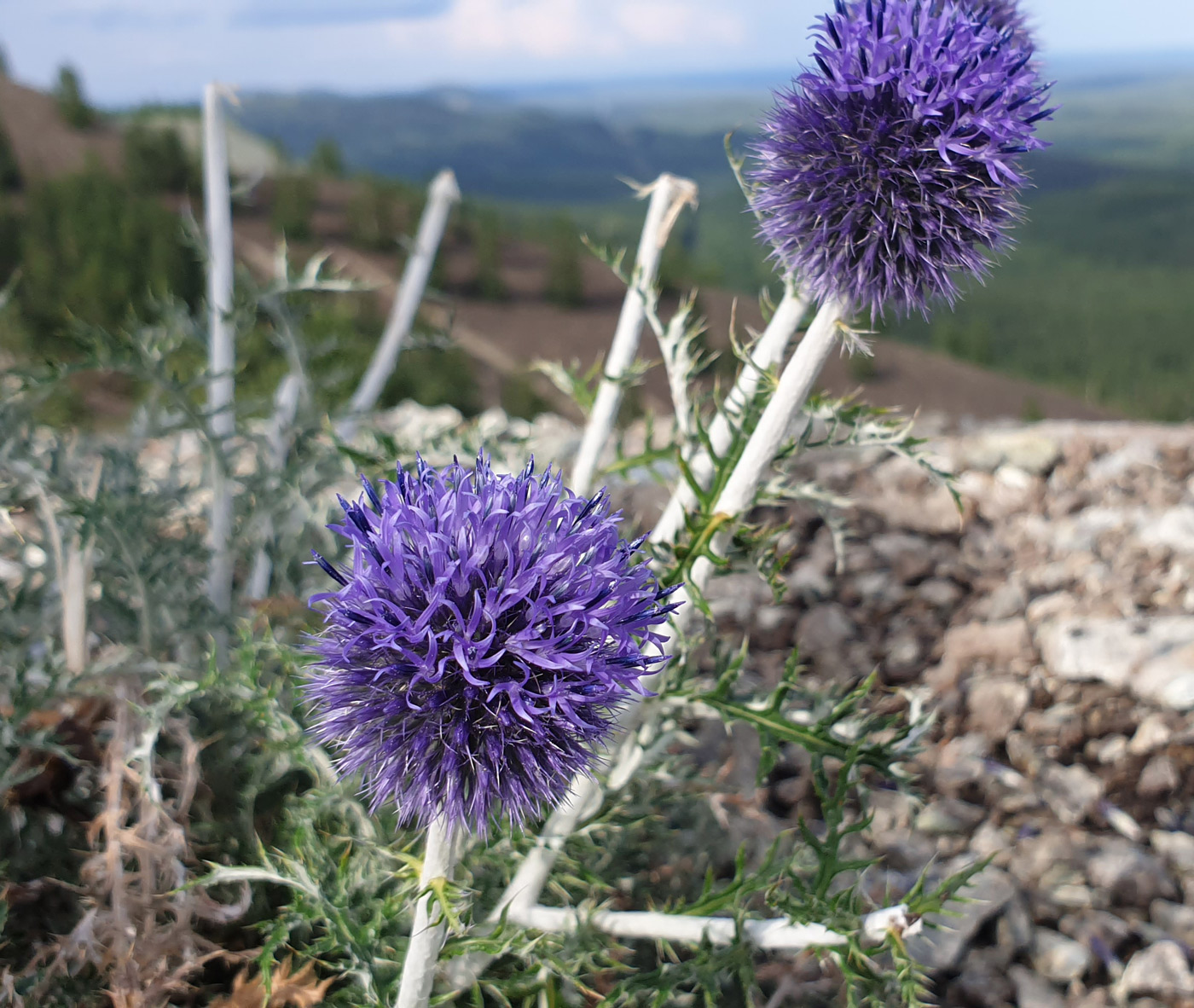 Изображение особи Echinops ruthenicus.