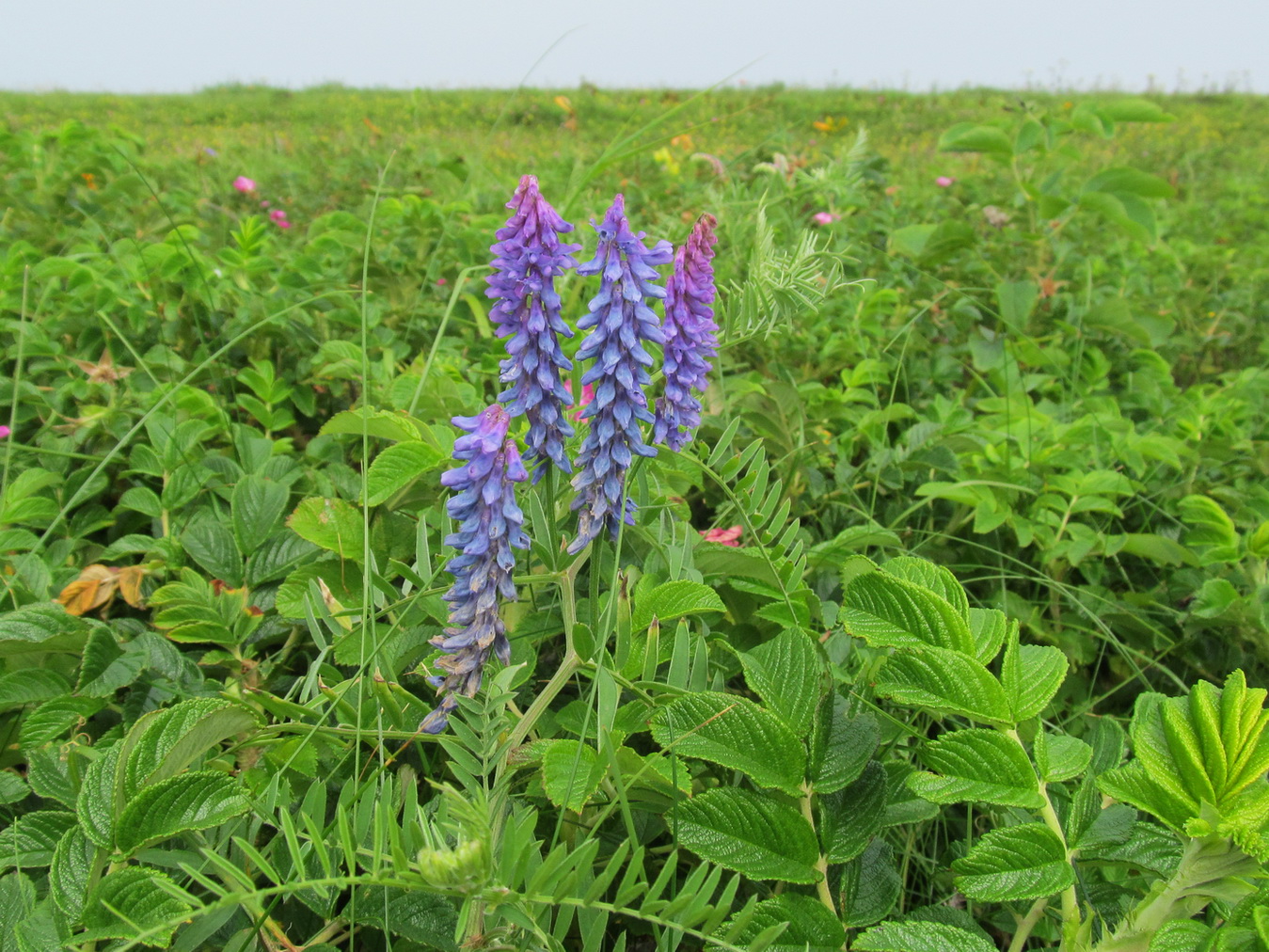 Image of Vicia cracca specimen.