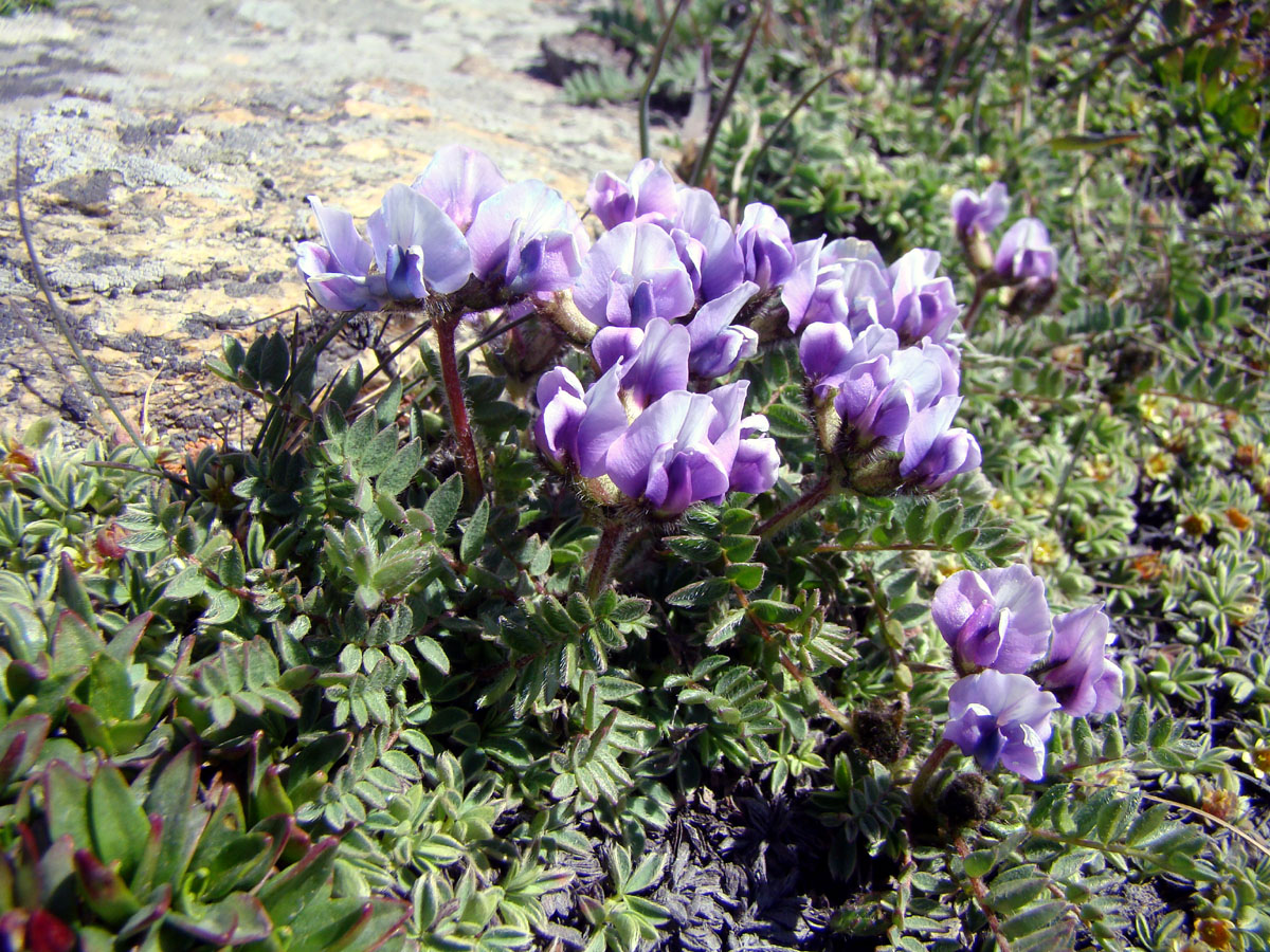 Image of Oxytropis platysema specimen.