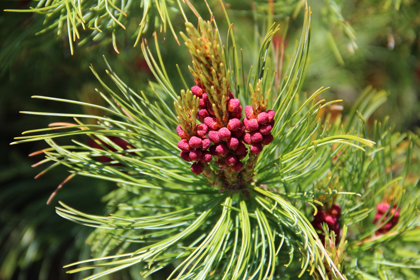 Изображение особи Pinus pumila.