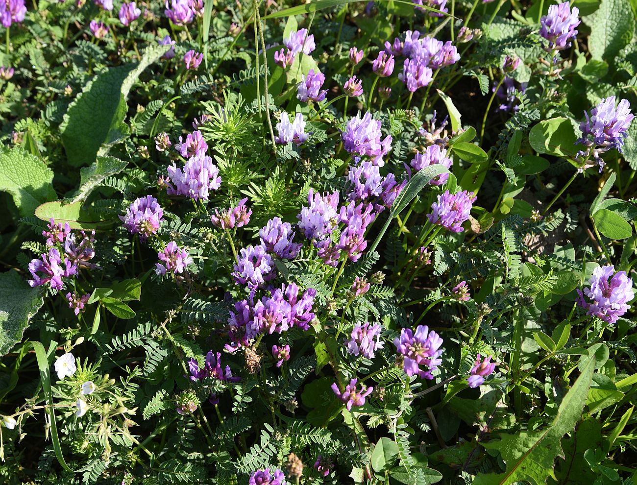 Image of genus Astragalus specimen.