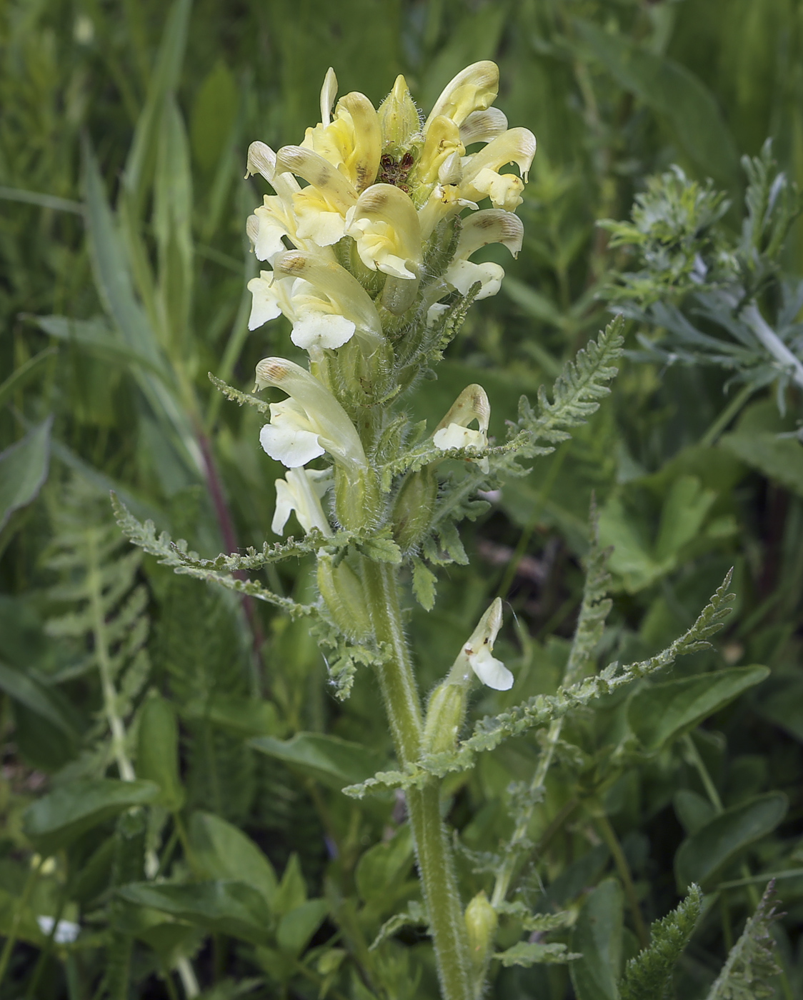 Изображение особи Pedicularis kaufmannii.