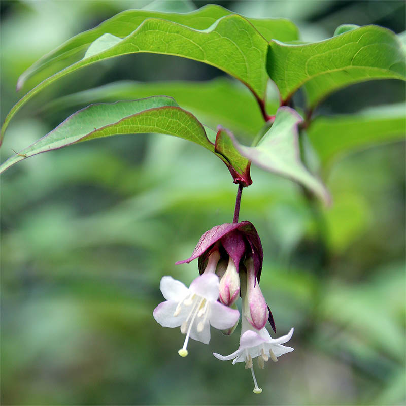 Image of Leycesteria formosa specimen.