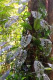 Rhaphidophora foraminifera. Вегетирующее растение. Малайзия, штат Саравак, округ Мири, национальный парк «Мулу». 10.03.2015.