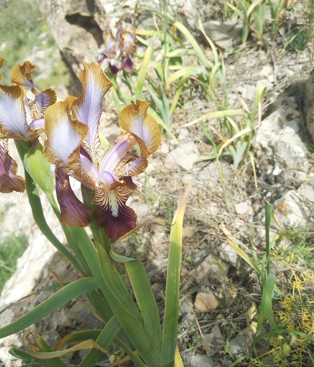 Изображение особи Iris stolonifera.