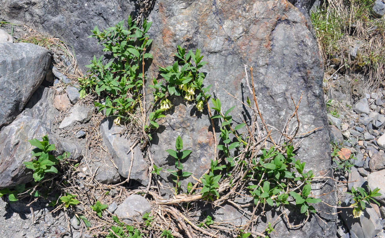 Image of Lonicera hispida specimen.