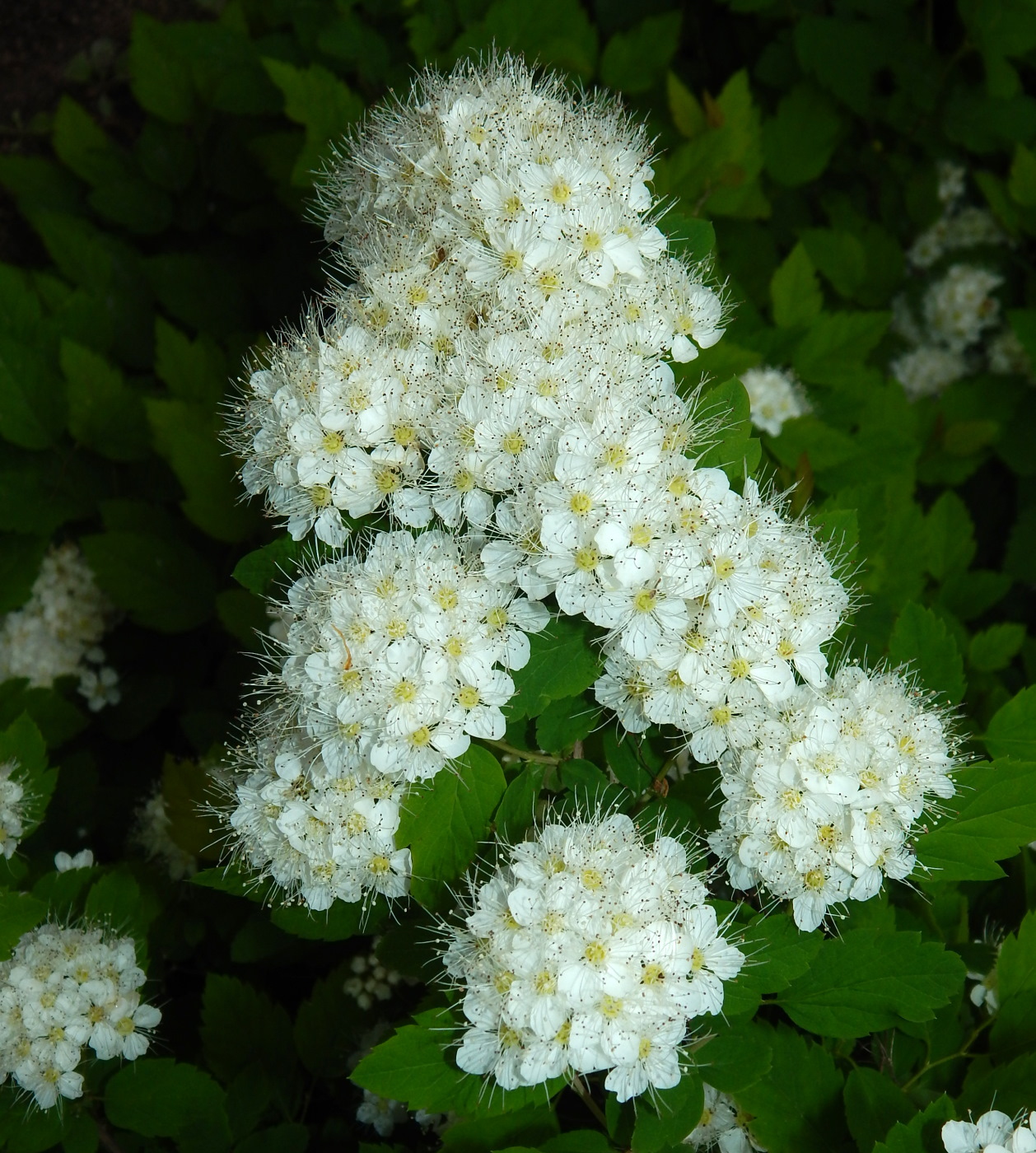 Изображение особи род Spiraea.