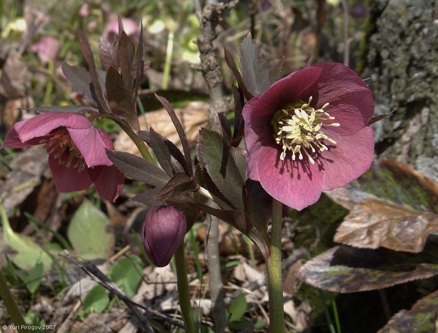 Изображение особи Helleborus abchasicus.