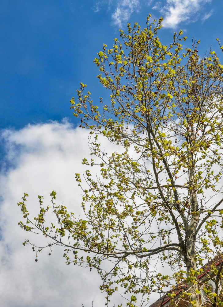 Image of Platanus orientalis specimen.