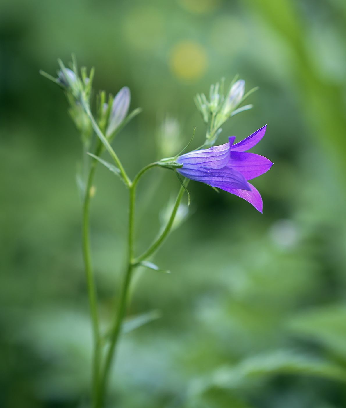 Image of Campanula patula specimen.