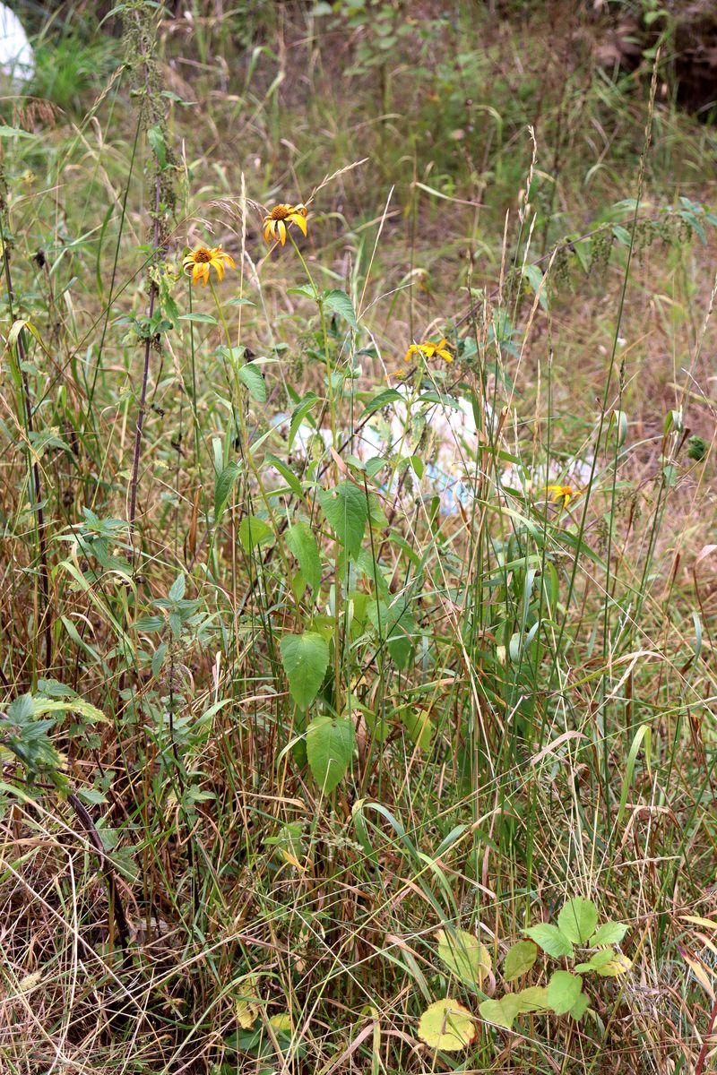 Image of Heliopsis helianthoides specimen.