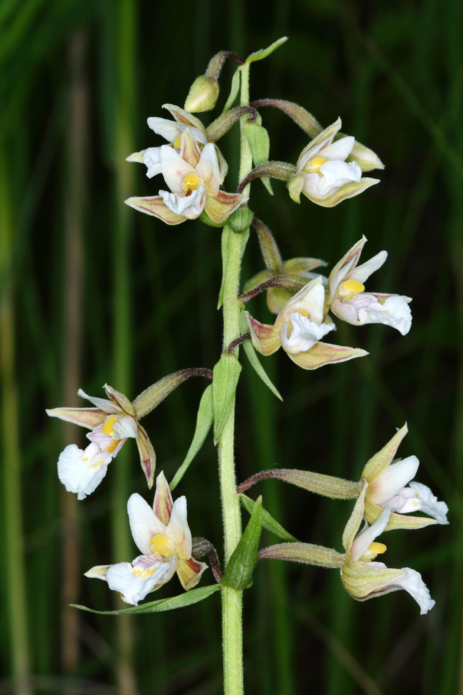 Изображение особи Epipactis palustris.