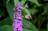 Buddleja davidii. Часть соцветия с кормящимся бражником. Дагестан, Кизилюртовский р-н, окр. с. Миатли, в культуре. 28.07.2022.