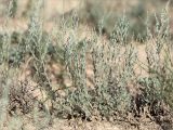 genus Artemisia