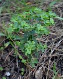 Euphorbia falcata