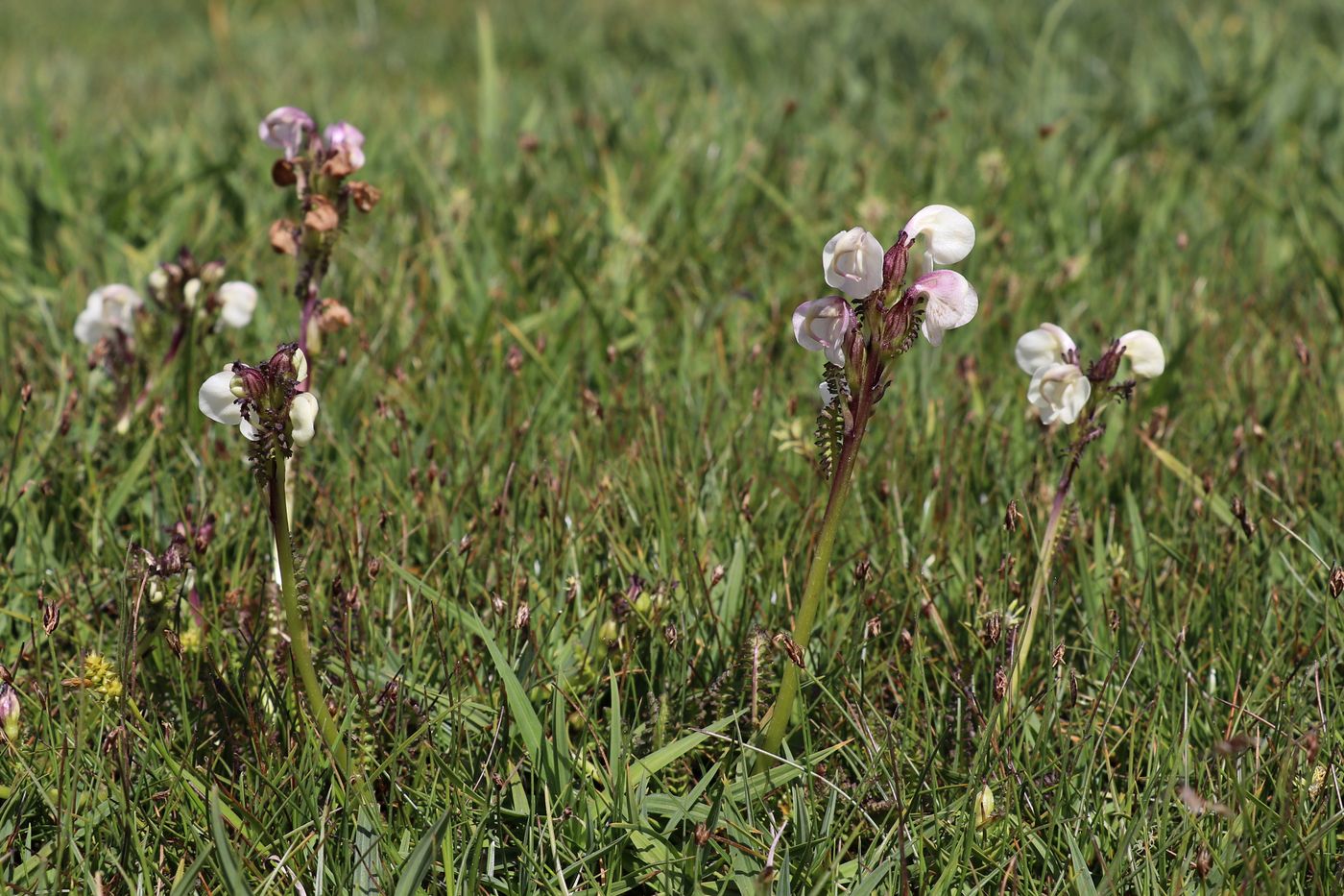 Image of Pedicularis rhinanthoides specimen.