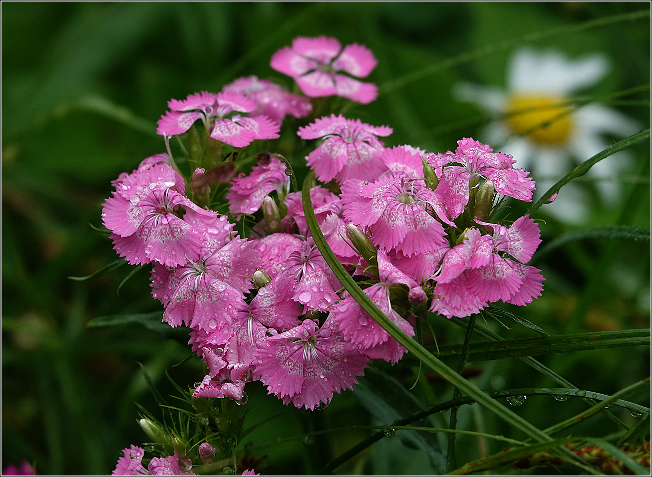 Изображение особи Dianthus barbatus.