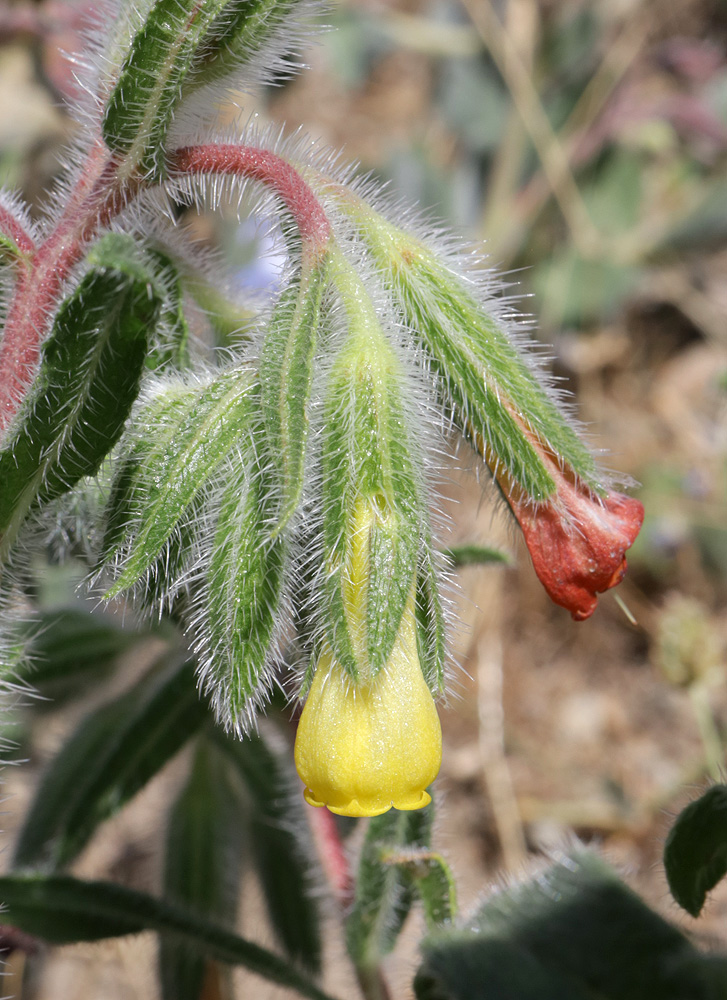 Image of Onosma dichroantha specimen.