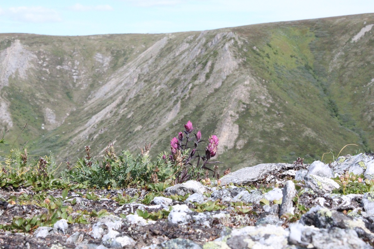 Изображение особи Castilleja arctica.