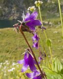 Campanula rapunculoides. Цветки. Карачаево-Черкесия, Урупский р-н, хр. Загедан, долина Ацгарских озёр, ≈ 2600 м н.у.м., верхнее озеро, альпийский луг, в расщелине скалы. 09.08.2023.