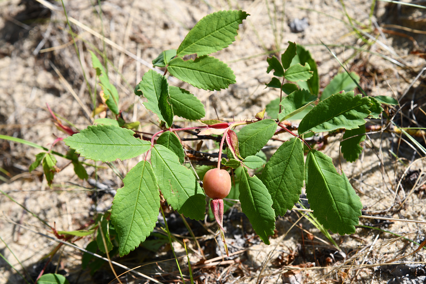 Image of genus Rosa specimen.