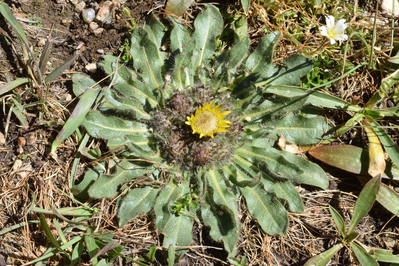 Изображение особи Inula rhizocephala.