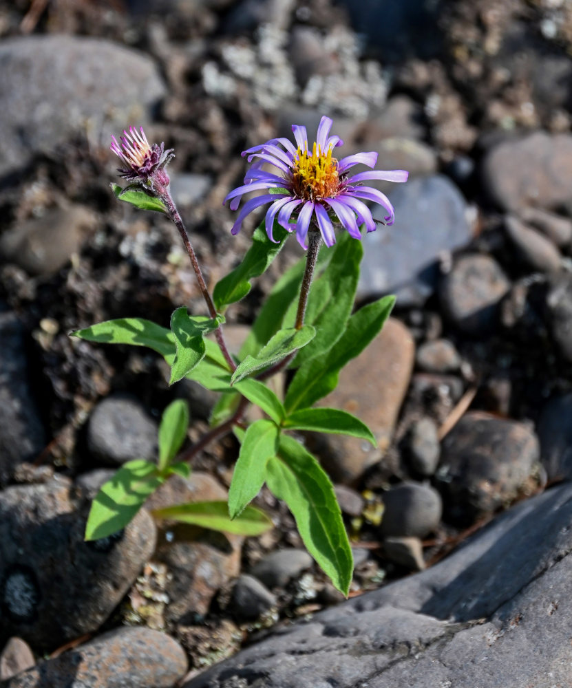 Image of Aster sibiricus specimen.